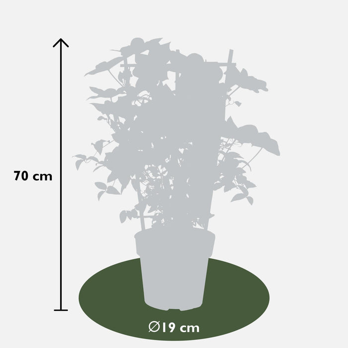 Clematite Boulevard® Corinne ™ - ↨70Cm - Ø19 - Pianta Rampicante Fiorita Da Esterno