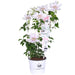 Clematite Boulevard® Corinne ™ - ↨70Cm - Ø19 - Pianta Rampicante Fiorita Da Esterno