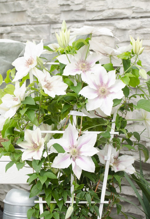 Clematite Boulevard® Corinne ™ - ↨70Cm - Ø19 - Pianta Rampicante Fiorita Da Esterno