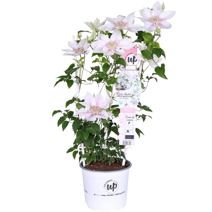 Clematite Boulevard® Corinne ™ - ↨70Cm - Ø19 - Pianta Rampicante Fiorita Da Esterno