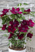 Clematite Boulevard® Nubia ™ - ↨70Cm - Ø19 - Pianta Rampicante Fiorita Da Esterno