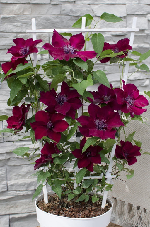 Clematite Boulevard® Nubia ™ - ↨70Cm - Ø19 - Pianta Rampicante Fiorita Da Esterno
