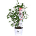 Clematite Boulevard® Nubia ™ - ↨70Cm - Ø19 - Pianta Rampicante Fiorita Da Esterno