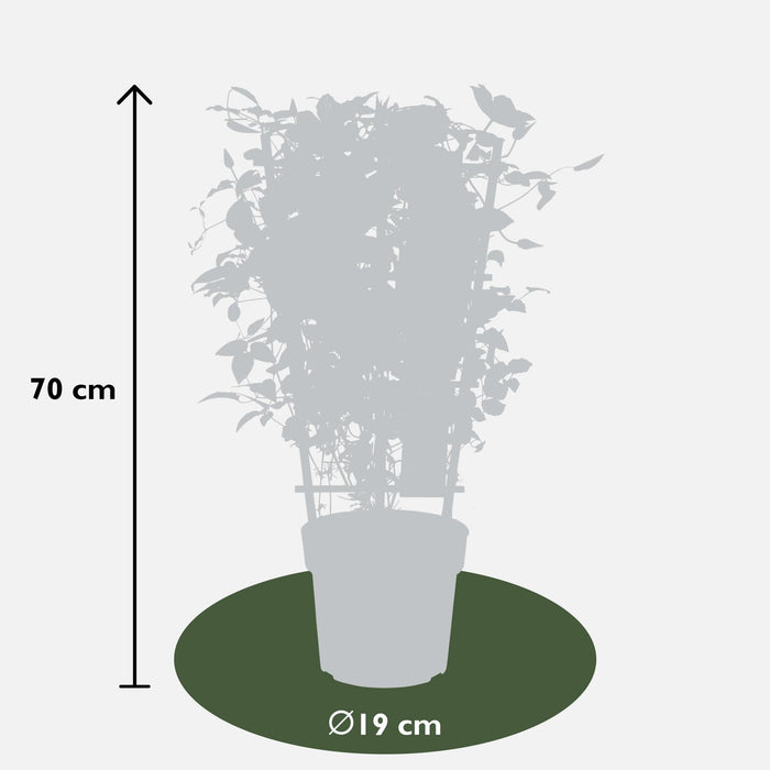 Clematite Boulevard® Nubia ™ - ↨70Cm - Ø19 - Pianta Rampicante Fiorita Da Esterno