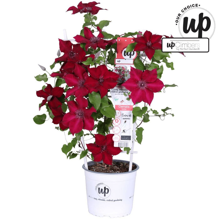 Clematite Boulevard® Nubia ™ - ↨70Cm - Ø19 - Pianta Rampicante Fiorita Da Esterno
