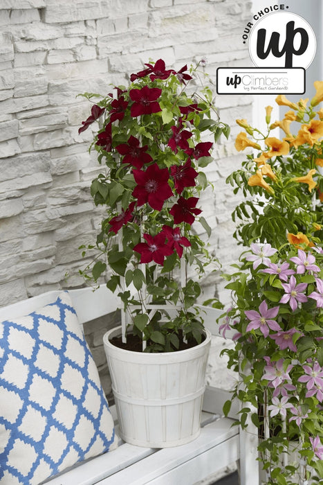 Clematite Boulevard® Nubia ™ - ↨70Cm - Ø19 - Pianta Rampicante Fiorita Da Esterno