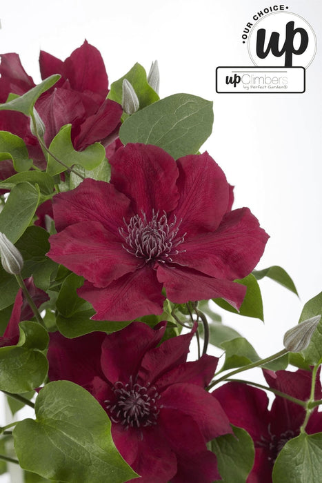 Clematite Boulevard® Nubia ™ - ↨70Cm - Ø19 - Pianta Rampicante Fiorita Da Esterno
