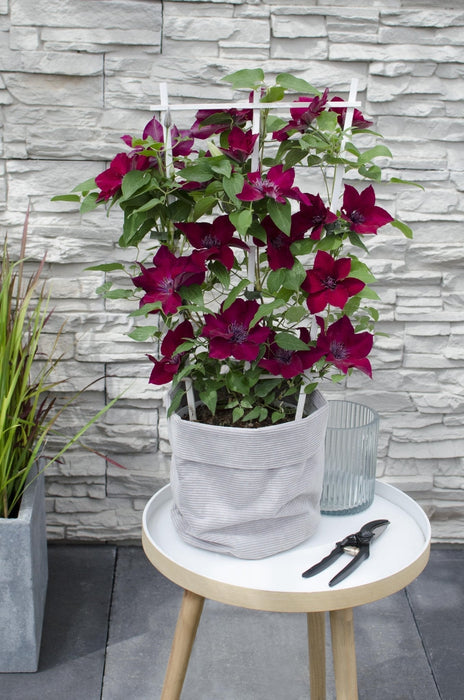 Clematite Boulevard® Nubia ™ - ↨70Cm - Ø19 - Pianta Rampicante Fiorita Da Esterno