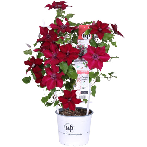 Clematite Boulevard® Nubia ™ - ↨70Cm - Ø19 - Pianta Rampicante Fiorita Da Esterno
