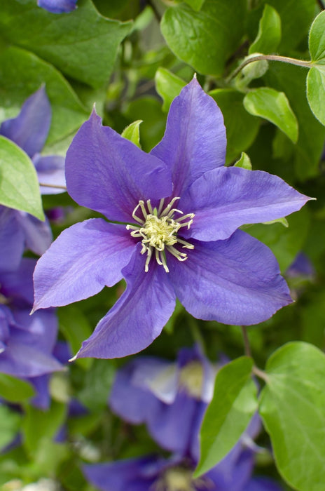 Clematite Boulevard® Olympia ™ - ↨70Cm - Ø19 - Pianta Rampicante Fiorita Da Esterno