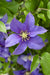 Clematite Boulevard® Olympia ™ - ↨70Cm - Ø19 - Pianta Rampicante Fiorita Da Esterno