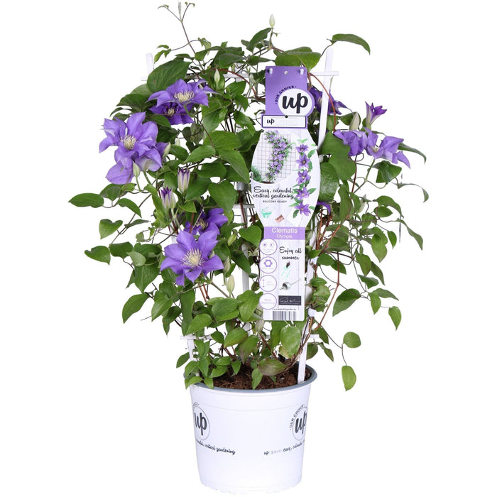 Clematite Boulevard® Olympia ™ - ↨70Cm - Ø19 - Pianta Rampicante Fiorita Da Esterno