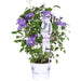 Clematite Boulevard® Olympia ™ - ↨70Cm - Ø19 - Pianta Rampicante Fiorita Da Esterno