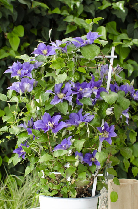 Clematite Boulevard® Olympia ™ - ↨70Cm - Ø19 - Pianta Rampicante Fiorita Da Esterno