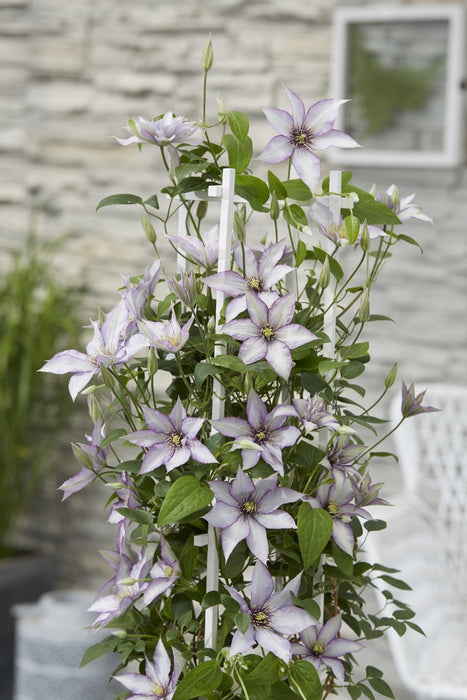 Clematite Boulevard® Samaritan Jo ™ - ↨65Cm - Ø15 - Pianta Rampicante Fiorita Da Esterno