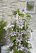 Clematite Boulevard® Samaritan Jo ™ - ↨65Cm - Ø15 - Pianta Rampicante Fiorita Da Esterno