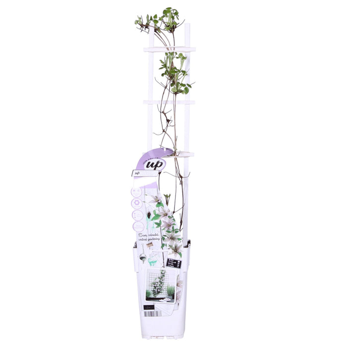 Clematite Boulevard® Samaritan Jo ™ - ↨65Cm - Ø15 - Pianta Rampicante Fiorita Da Esterno