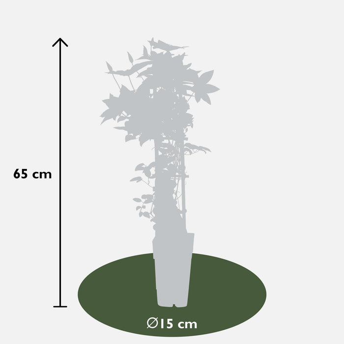 Clematite Boulevard® Samaritan Jo ™ - ↨65Cm - Ø15 - Pianta Rampicante Fiorita Da Esterno