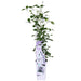 Clematite Boulevard® Samaritan Jo ™ - ↨65Cm - Ø15 - Pianta Rampicante Fiorita Da Esterno