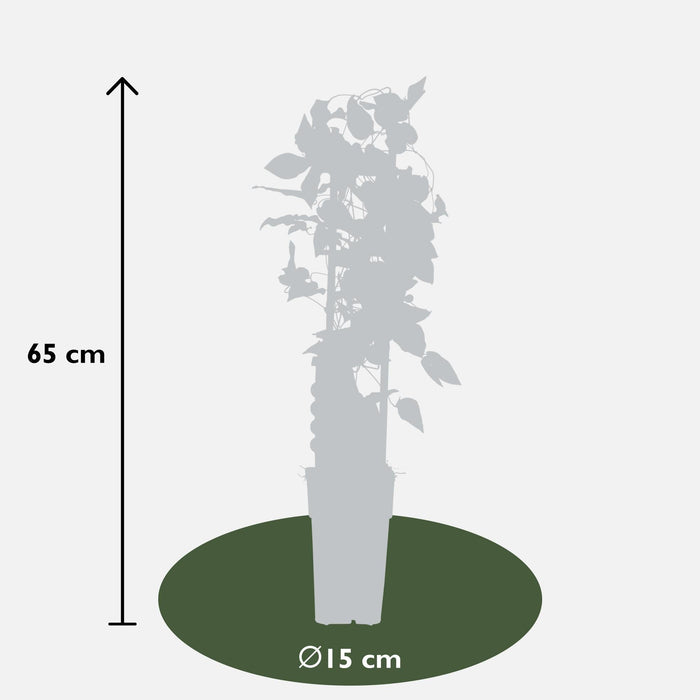 Clematite Boulevard® Yuan™ - ↨65Cm - Ø15 - Pianta Rampicante Da Fiore