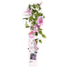 Clematite Boulevard® Yuan™ - ↨65Cm - Ø15 - Pianta Rampicante Da Fiore