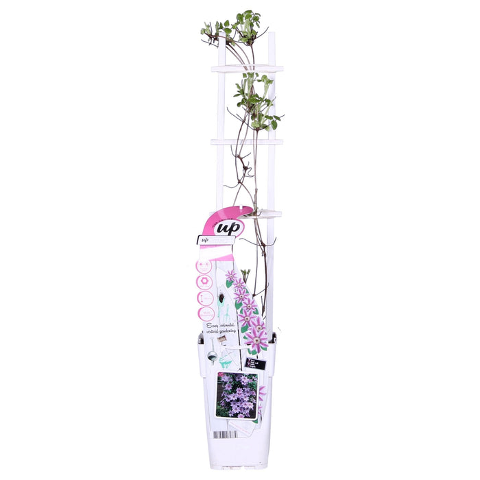 Clematite Boulevard® Yuan™ - ↨65Cm - Ø15 - Pianta Rampicante Da Fiore
