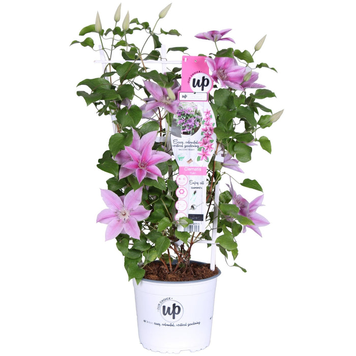Clematite Boulevard® Yuan™ - ↨70Cm - Ø19 - Pianta Da Esterno Fiorita