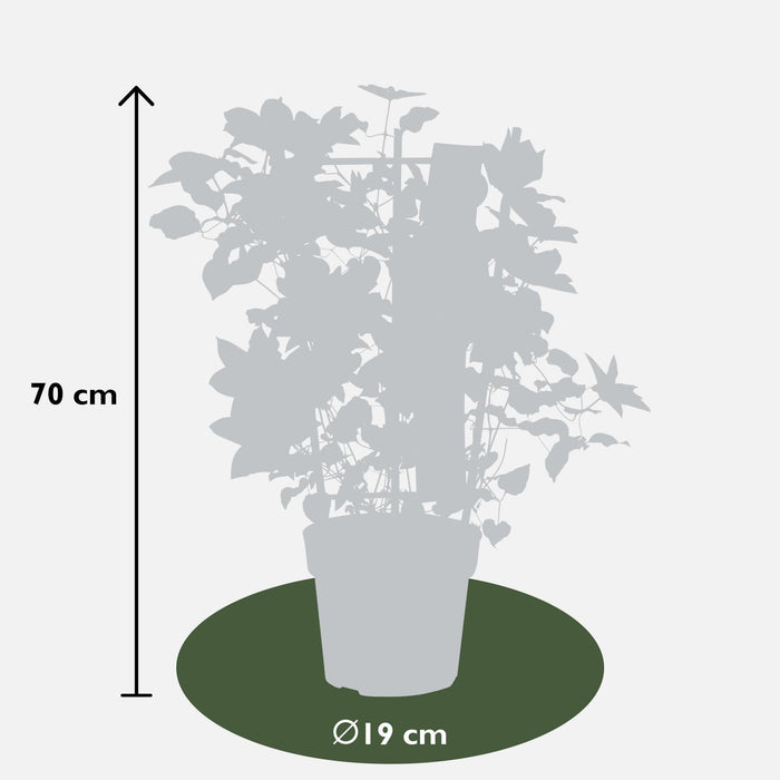 Clematite Boulevard® Yuan™ - ↨70Cm - Ø19 - Pianta Da Esterno Fiorita