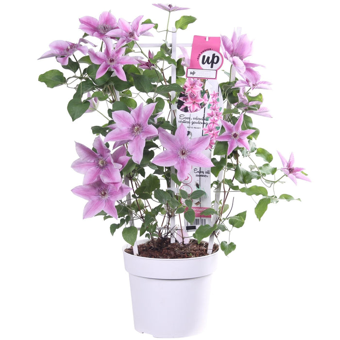 Clematite Boulevard® Yuan™ - ↨70Cm - Ø19 - Pianta Da Esterno Fiorita