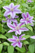 Clematite Dr Ruppel - ↨65Cm - Ø15 - Pianta Rampicante Fiorita Da Esterno