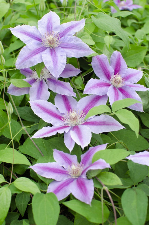 Clematite Dr Ruppel - ↨65Cm - Ø15 - Pianta Rampicante Fiorita Da Esterno