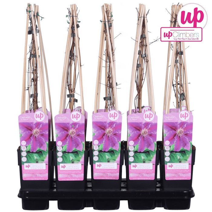 Clematite Dr Ruppel - ↨65Cm - Ø15 - Pianta Rampicante Fiorita Da Esterno