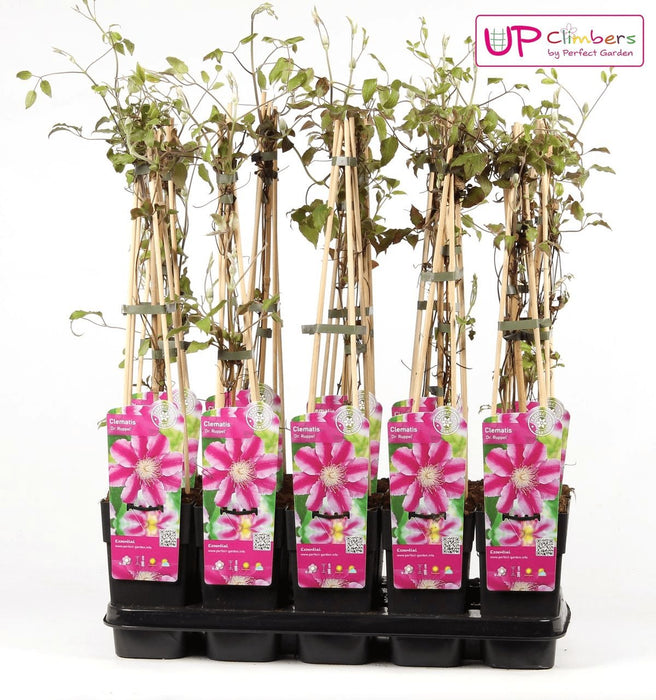 Clematite Dr Ruppel - ↨65Cm - Ø15 - Pianta Rampicante Fiorita Da Esterno