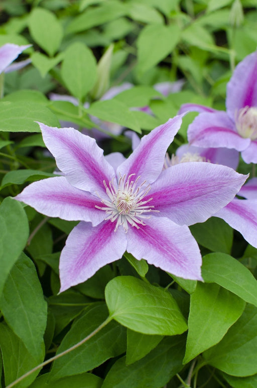 Clematite Dr Ruppel - ↨65Cm - Ø15 - Pianta Rampicante Fiorita Da Esterno