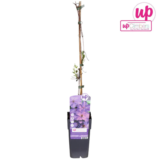 Clematide Elsa D15Cm H65Cm