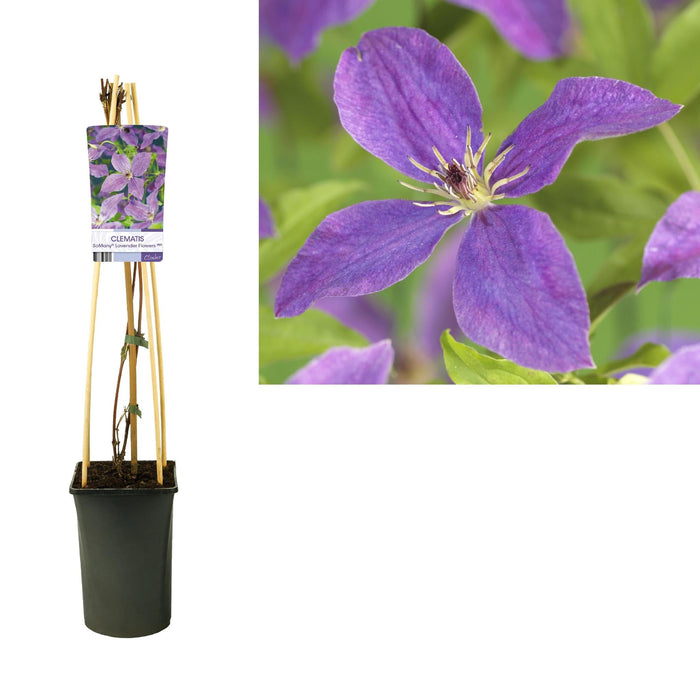 Clematis Fiori Di Lavanda D17Cm H75Cm