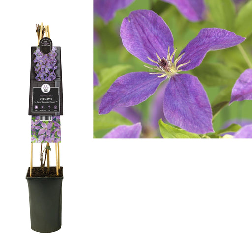 Clematis Fiori Di Lavanda D17Cm H75Cm