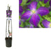 Clematide Fiori Viola D23Cm H115Cm