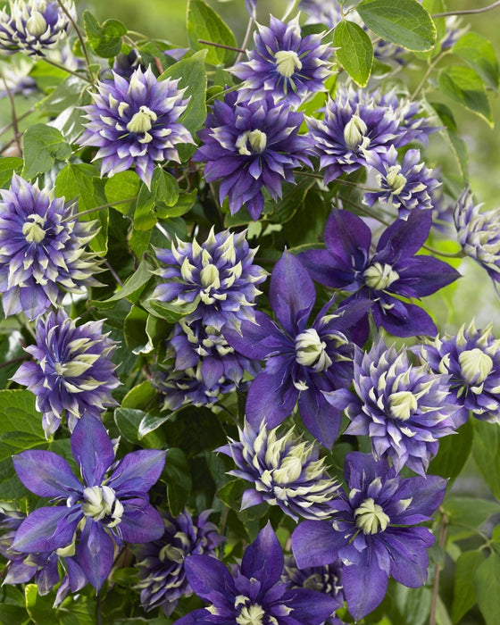 Clematite Florida 'Taiga' - ↨65Cm - Ø15 - Pianta Rampicante Da Fiori
