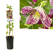 Clematis Lentiggini D17Cm H75Cm