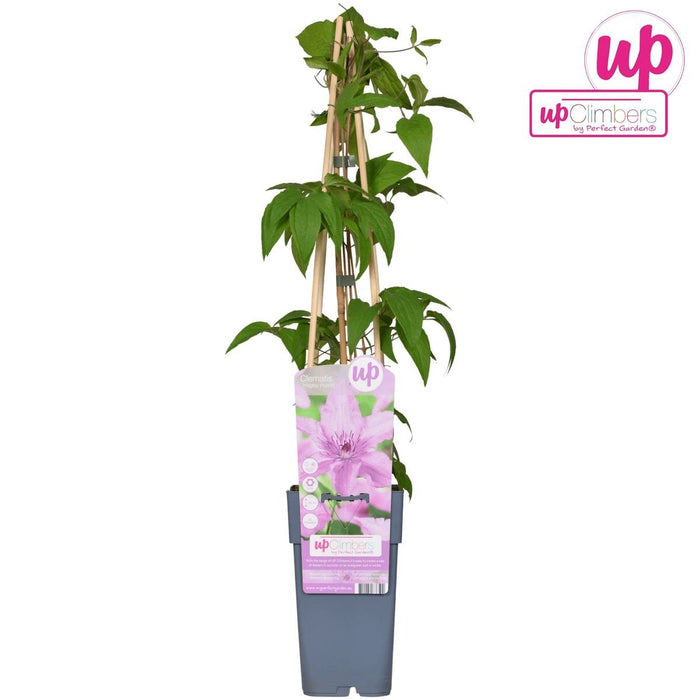 Clematite Hagley Hybrid - ↨65Cm - Ø15 - Pianta Rampicante Fiorita Da Esterno