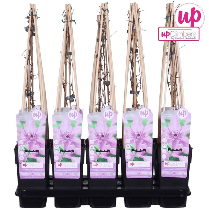 Clematite Hagley Hybrid - ↨65Cm - Ø15 - Pianta Rampicante Fiorita Da Esterno