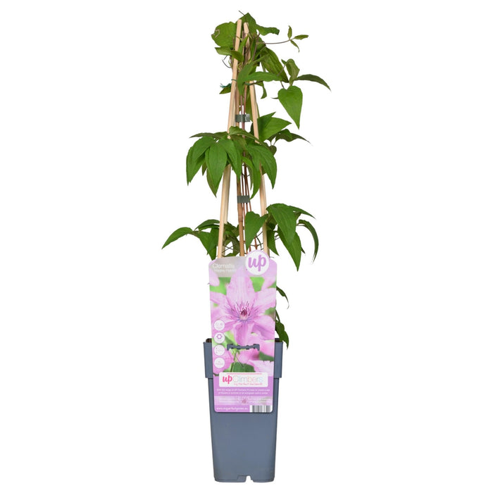 Clematite Hagley Hybrid - ↨65Cm - Ø15 - Pianta Rampicante Fiorita Da Esterno
