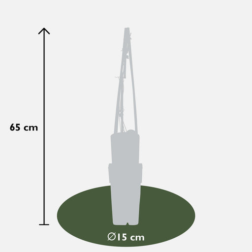 Clematite Hagley Hybrid - ↨65Cm - Ø15 - Pianta Rampicante Fiorita Da Esterno