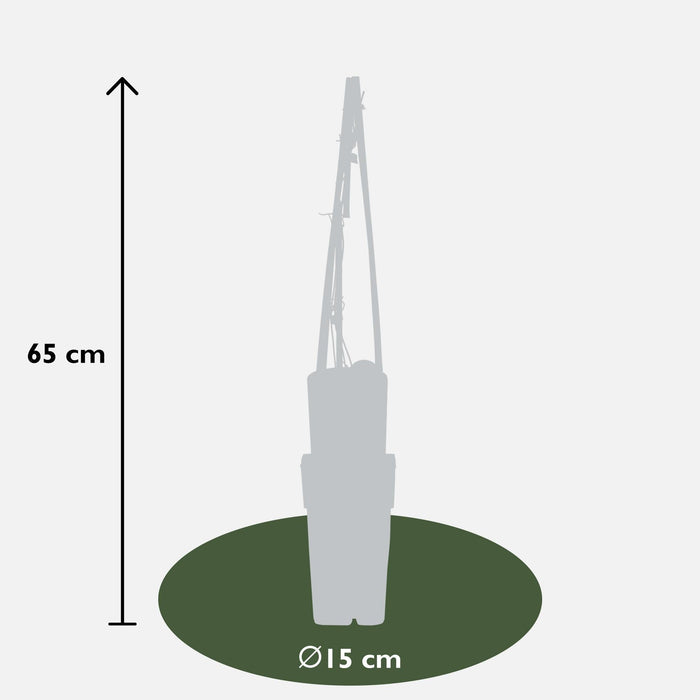Clematite Hagley Hybrid - ↨65Cm - Ø15 - Pianta Rampicante Fiorita Da Esterno