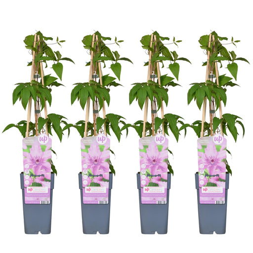 Clematis Hagley Ibrido - Set Di 4