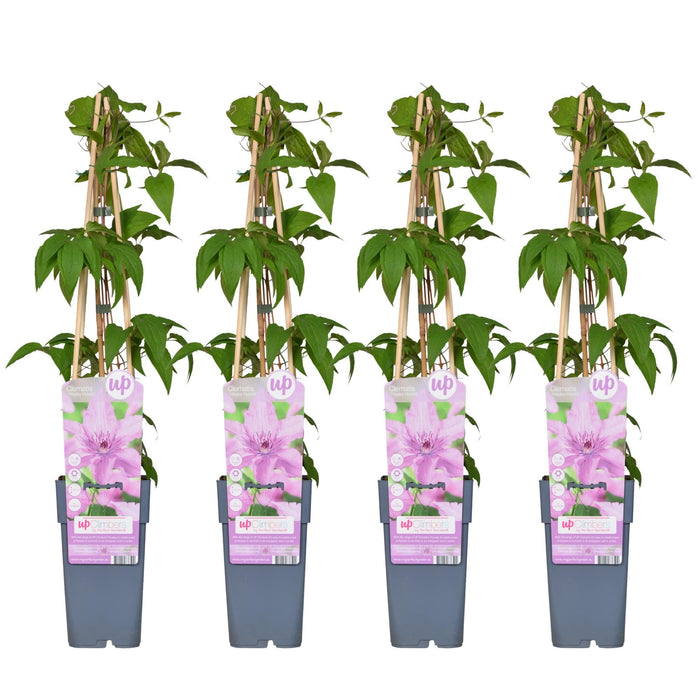 Clematis Hagley Ibrido - Set Di 4