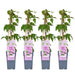 Clematis Hagley Ibrido - Set Di 4