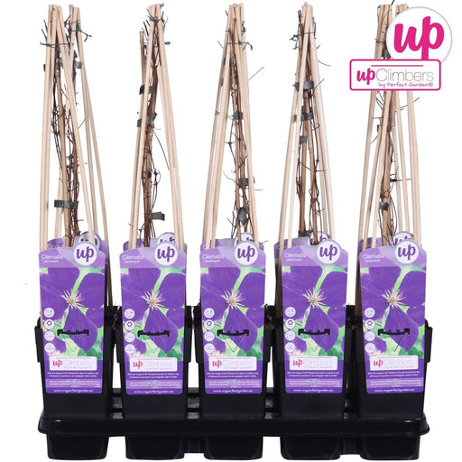 Clematite Jackmanii - ↨65Cm - Ø15 - Pianta Rampicante Fiorita Da Esterno