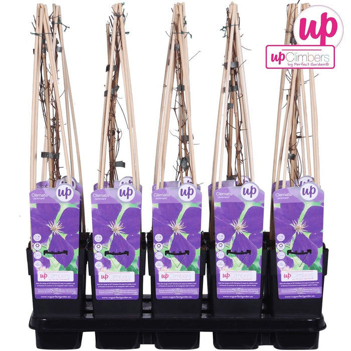 Clematite Jackmanii - ↨65Cm - Ø15 - Pianta Rampicante Fiorita Da Esterno